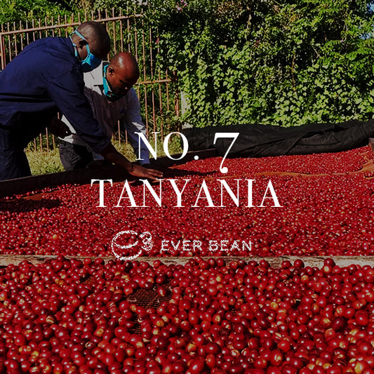 To personer i masker sorterer naturligt forarbejdede kaffekirsebær, der tørrer under solen. Overlays læste "No. 07 · Tanzania" og "EverBean", med frodige grønne områder i baggrunden, der fanger Tanzanias kaffeessens.